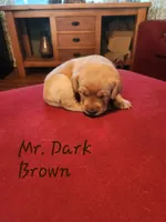 MR. GREEN, a male Labrador Retriever for sale in Grandview, TN – 2 of 2