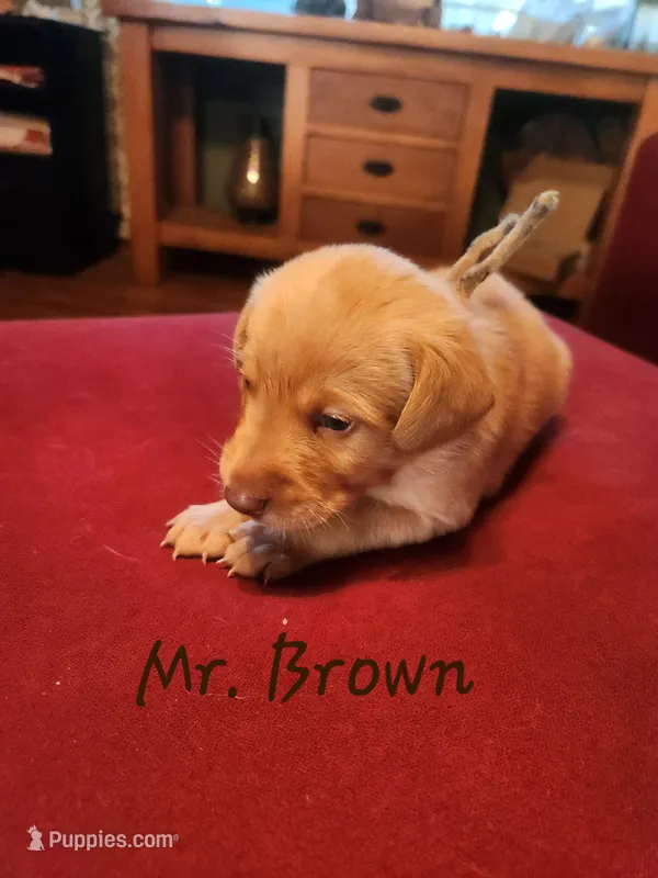 Mr. Brown  – Labrador Retriever puppy for sale in Grandview, TN