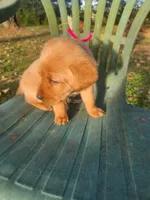 Mr. RED, a male Labrador Retriever for sale in Grandview, TN – 3 of 3