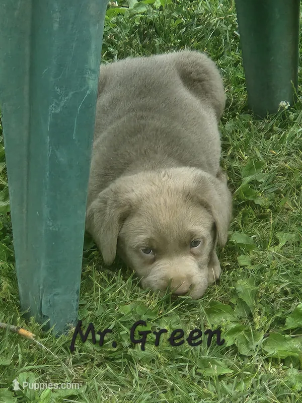 Grandview 1, a male Labrador Retriever for sale in Grandview, TN – 1 of 1