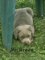 Grandview 1, a male Labrador Retriever for sale in Grandview, TN – 1 of 1