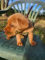 Mr. Brown , a male Labrador Retriever for sale in Grandview, TN – 1 of 3