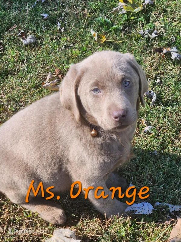 Ms. Orange  – Labrador Retriever puppy for sale in Grandview, TN