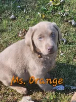 Ms. Orange , a female Labrador Retriever for sale in Grandview, TN – Photo 1 of 2