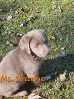 Ms. Orange , a female Labrador Retriever for sale in Grandview, TN – Photo 2 of 2