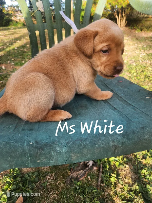Ms. White – Labrador Retriever puppy for sale in Grandview, TN