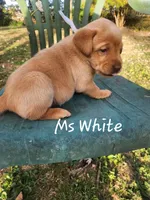 Ms. White, a female Labrador Retriever for sale in Grandview, TN – 1 of 3