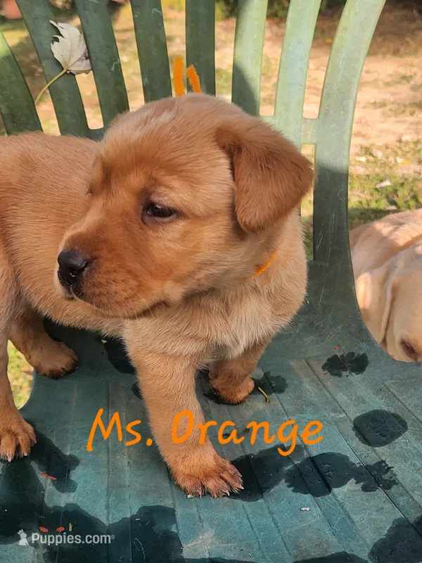 Ms. Orange  – Labrador Retriever puppy for sale in Grandview, TN