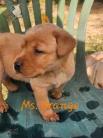 Ms. Orange , a female Labrador Retriever for sale in Grandview, TN – 1 of 3