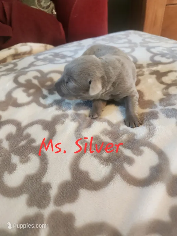 Ms. Silver – Labrador Retriever puppy for sale in Grandview, TN