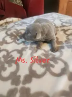 Ms. Silver, a female Labrador Retriever for sale in Grandview, TN – 1 of 2