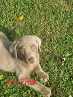 Ms. PINK, a female Labrador Retriever for sale in Grandview, TN – 2 of 3