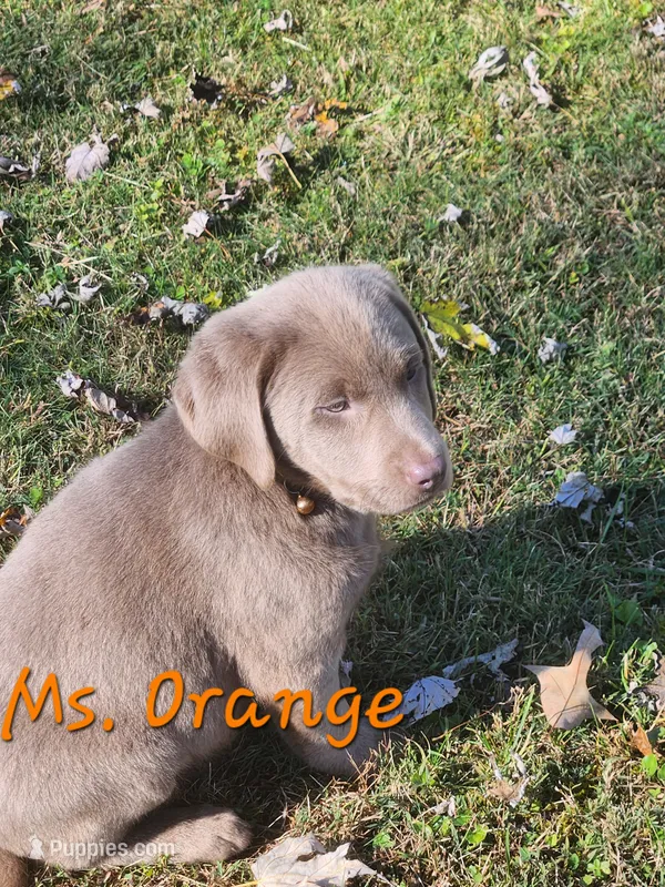 Ms. Silver – Labrador Retriever puppy for sale in Grandview, TN