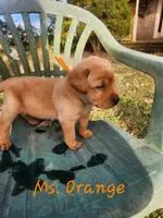 Ms. Orange , a female Labrador Retriever for sale in Grandview, TN – 2 of 3