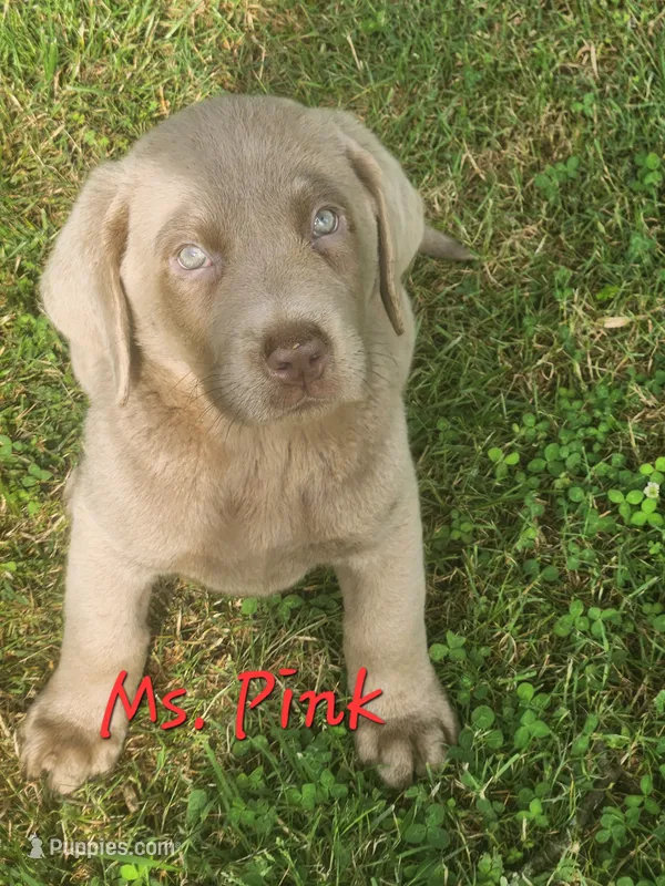 Ms. PINK – Labrador Retriever puppy for sale in Grandview, TN