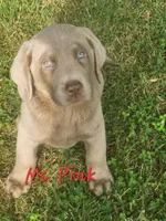 Ms. PINK, a female Labrador Retriever for sale in Grandview, TN – 1 of 3