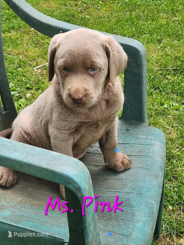 Ms. PINK – Labrador Retriever puppy for sale in Grandview, TN