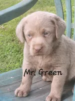 Mr. Green , a male Labrador Retriever for sale in Grandview, TN – 1 of 1