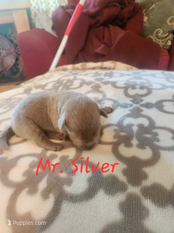Mr. Silver – Labrador Retriever puppy for sale in Grandview, TN