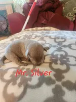 Mr. Silver, a male Labrador Retriever for sale in Grandview, TN – 1 of 2