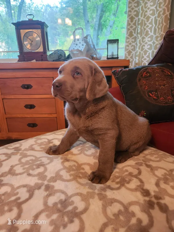 Grandview 3 – Labrador Retriever puppy for sale in Grandview, TN