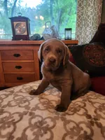 Grandview 3, a female Labrador Retriever for sale in Grandview, TN – Photo 3 of 3