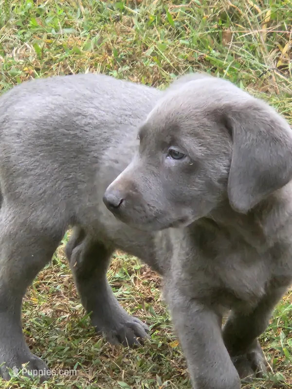 Grandview 3 – Labrador Retriever puppy for sale in Grandview, TN