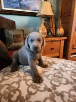 Grandview 3, a female Labrador Retriever for sale in Grandview, TN – Photo 2 of 3