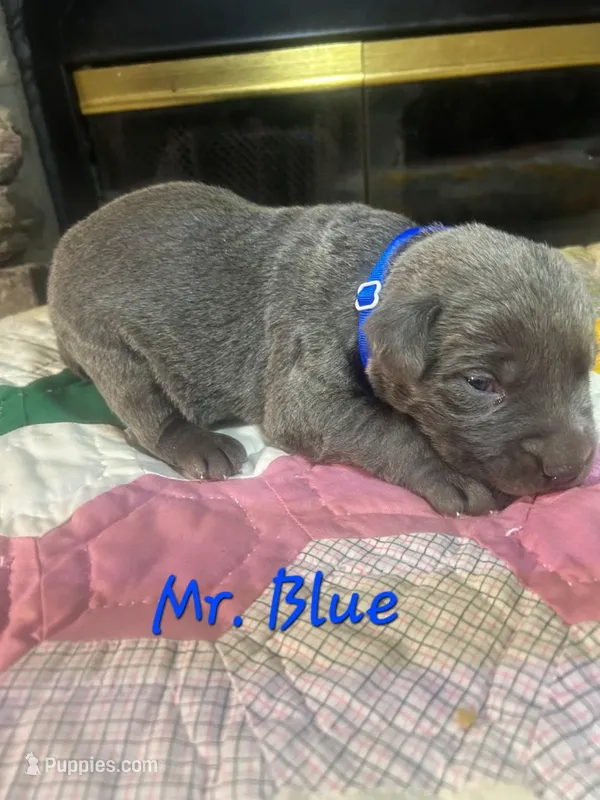 MR. BLUE