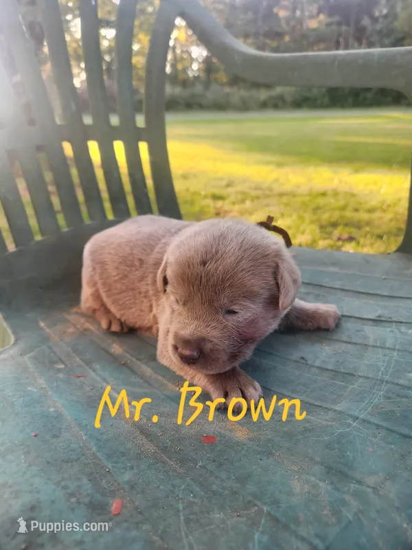 Grandview 1 – Labrador Retriever puppy for sale in Grandview, TN
