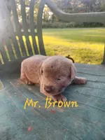 Grandview 1, a male Labrador Retriever for sale in Grandview, TN – 1 of 2