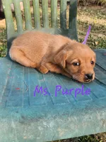 Ms. PURPLE , a female Labrador Retriever for sale in Grandview, TN – 3 of 3
