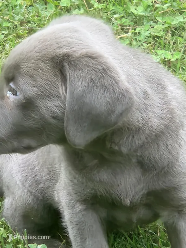 Grandview 1 – Labrador Retriever puppy for sale in Grandview, TN