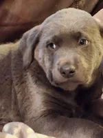 Grandview 1, a male Labrador Retriever for sale in Grandview, TN – Photo 3 of 3