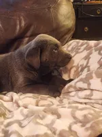 Grandview 1, a male Labrador Retriever for sale in Grandview, TN – Photo 1 of 3