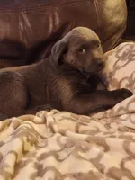 Grandview 1, a male Labrador Retriever for sale in Grandview, TN – Photo 2 of 3