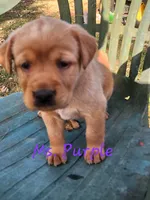 Ms. PURPLE , a female Labrador Retriever for sale in Grandview, TN – 1 of 3