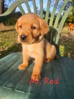 Mr. RED, a male Labrador Retriever for sale in Grandview, TN – 2 of 3