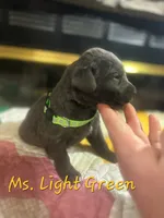 Grandview 1, a female Labrador Retriever for sale in Grandview, TN – Photo 2 of 3