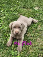 Ms. PINK, a female Labrador Retriever for sale in Grandview, TN – 2 of 2