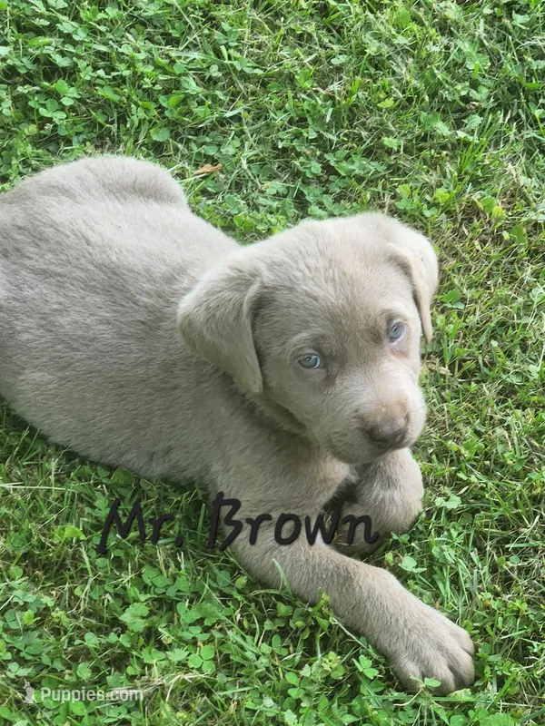 Mr. Brown  – Labrador Retriever puppy for sale in Grandview, TN