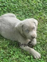 Mr. Brown , a male Labrador Retriever for sale in Grandview, TN – Photo 1 of 2
