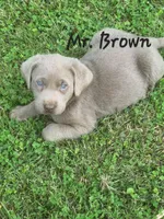 Mr. Brown , a male Labrador Retriever for sale in Grandview, TN – Photo 2 of 2
