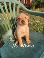 Ms. White, a female Labrador Retriever for sale in Grandview, TN – 3 of 3