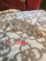 Ms. Silver, a female Labrador Retriever for sale in Grandview, TN – 2 of 2