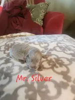 Mr. Silver, a male Labrador Retriever for sale in Grandview, TN – 2 of 2