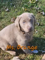 Ms. Silver, a female Labrador Retriever for sale in Grandview, TN – 3 of 3