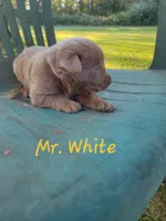 Grandview 2, a male Labrador Retriever for sale in Grandview, TN – 2 of 2