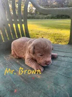 Grandview 1, a male Labrador Retriever for sale in Grandview, TN – 2 of 2