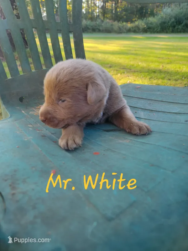 Grandview 2 – Labrador Retriever puppy for sale in Grandview, TN